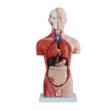 42CM Male Torso Anatomical Model (13 parts), human torso model
